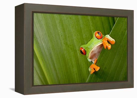 Red Eyed Tree Frog Peeping Curiously Between Green Leafs In Costa Rica Rainforest-kikkerdirk-Framed Premier Image Canvas