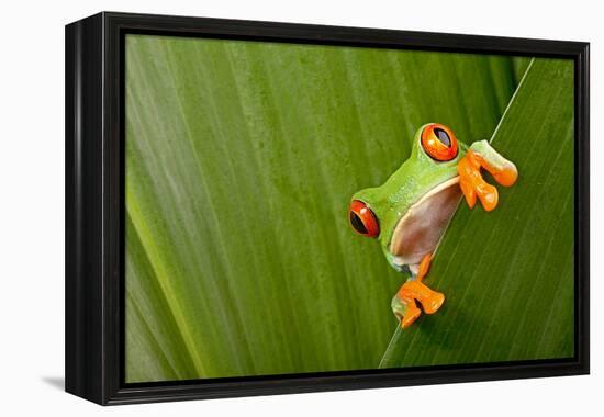 Red Eyed Tree Frog Peeping Curiously Between Green Leafs In Costa Rica Rainforest-kikkerdirk-Framed Premier Image Canvas