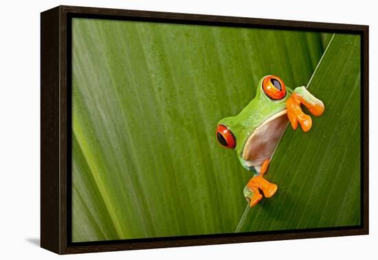 Red Eyed Tree Frog Peeping Curiously Between Green Leafs In Costa Rica Rainforest-kikkerdirk-Framed Premier Image Canvas