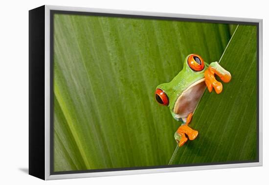 Red Eyed Tree Frog Peeping Curiously Between Green Leafs In Costa Rica Rainforest-kikkerdirk-Framed Premier Image Canvas