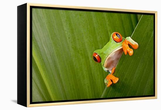 Red Eyed Tree Frog Peeping Curiously Between Green Leafs In Costa Rica Rainforest-kikkerdirk-Framed Premier Image Canvas