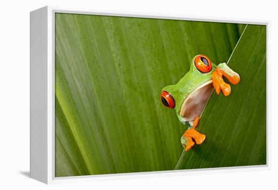 Red Eyed Tree Frog Peeping Curiously Between Green Leafs In Costa Rica Rainforest-kikkerdirk-Framed Premier Image Canvas