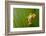 Red Eyed Tree Frog Peeping Curiously Between Green Leafs In Costa Rica Rainforest-kikkerdirk-Framed Photographic Print