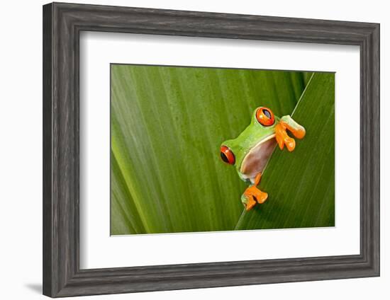 Red Eyed Tree Frog Peeping Curiously Between Green Leafs In Costa Rica Rainforest-kikkerdirk-Framed Photographic Print