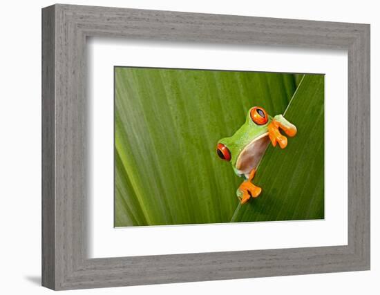 Red Eyed Tree Frog Peeping Curiously Between Green Leafs In Costa Rica Rainforest-kikkerdirk-Framed Photographic Print