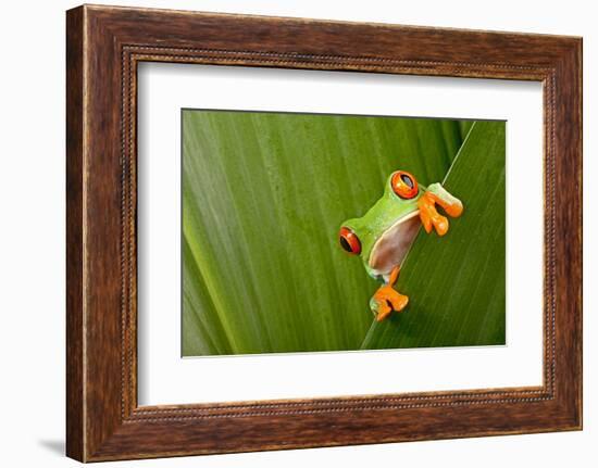 Red Eyed Tree Frog Peeping Curiously Between Green Leafs In Costa Rica Rainforest-kikkerdirk-Framed Photographic Print