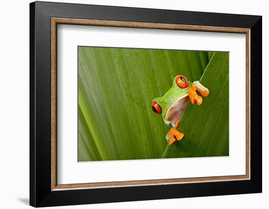 Red Eyed Tree Frog Peeping Curiously Between Green Leafs In Costa Rica Rainforest-kikkerdirk-Framed Photographic Print