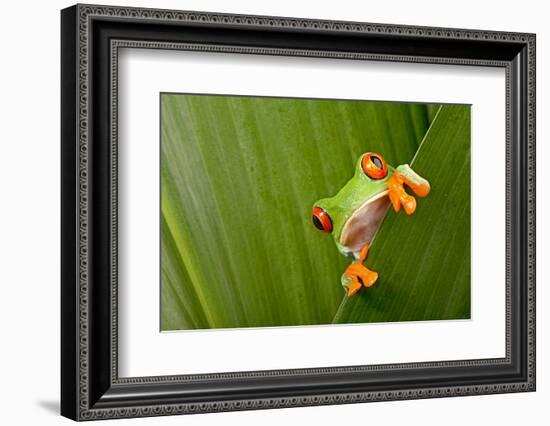 Red Eyed Tree Frog Peeping Curiously Between Green Leafs In Costa Rica Rainforest-kikkerdirk-Framed Photographic Print