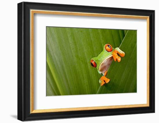 Red Eyed Tree Frog Peeping Curiously Between Green Leafs In Costa Rica Rainforest-kikkerdirk-Framed Photographic Print