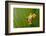 Red Eyed Tree Frog Peeping Curiously Between Green Leafs In Costa Rica Rainforest-kikkerdirk-Framed Photographic Print