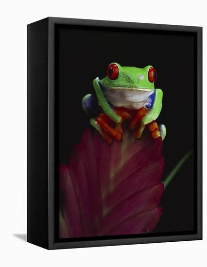 Red-Eyed Tree Frog Perched on Plant-David Northcott-Framed Premier Image Canvas