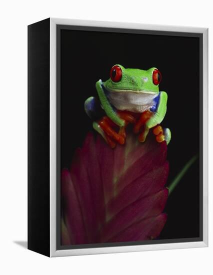 Red-Eyed Tree Frog Perched on Plant-David Northcott-Framed Premier Image Canvas