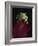 Red-Eyed Tree Frog Perched on Plant-David Northcott-Framed Photographic Print