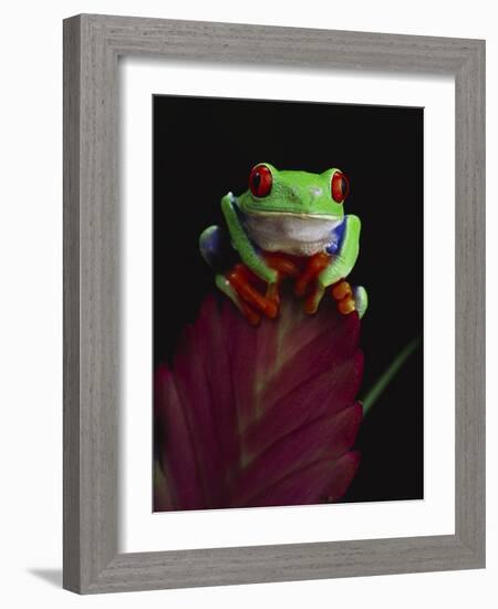 Red-Eyed Tree Frog Perched on Plant-David Northcott-Framed Photographic Print