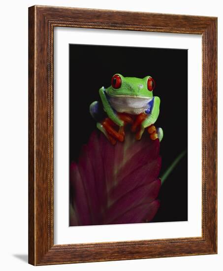 Red-Eyed Tree Frog Perched on Plant-David Northcott-Framed Photographic Print