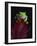 Red-Eyed Tree Frog Perched on Plant-David Northcott-Framed Photographic Print