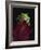 Red-Eyed Tree Frog Perched on Plant-David Northcott-Framed Photographic Print