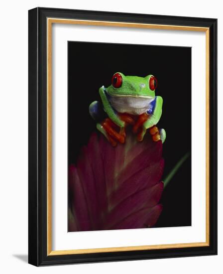 Red-Eyed Tree Frog Perched on Plant-David Northcott-Framed Photographic Print