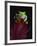 Red-Eyed Tree Frog Perched on Plant-David Northcott-Framed Photographic Print