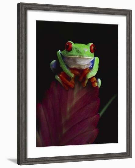 Red-Eyed Tree Frog Perched on Plant-David Northcott-Framed Photographic Print