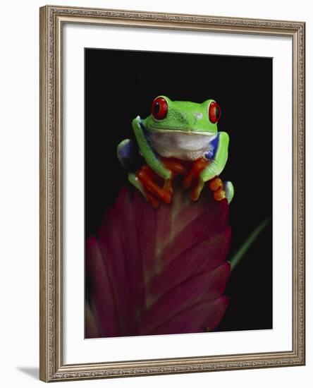 Red-Eyed Tree Frog Perched on Plant-David Northcott-Framed Photographic Print