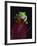Red-Eyed Tree Frog Perched on Plant-David Northcott-Framed Photographic Print