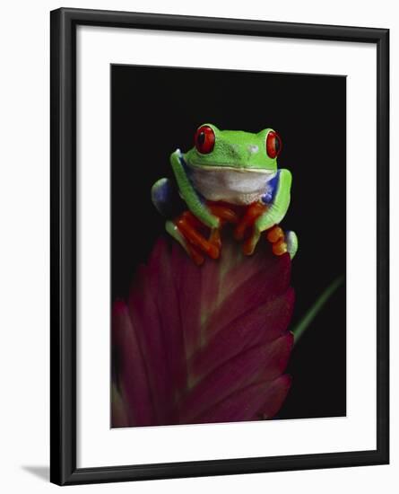 Red-Eyed Tree Frog Perched on Plant-David Northcott-Framed Photographic Print