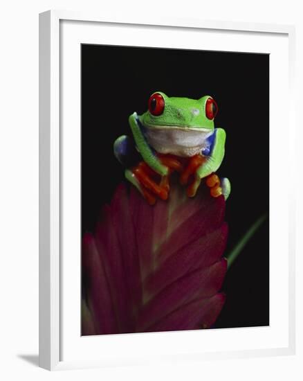 Red-Eyed Tree Frog Perched on Plant-David Northcott-Framed Photographic Print