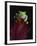 Red-Eyed Tree Frog Perched on Plant-David Northcott-Framed Photographic Print