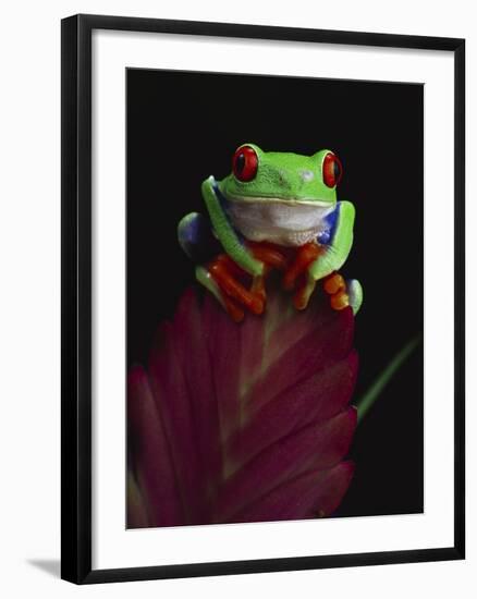 Red-Eyed Tree Frog Perched on Plant-David Northcott-Framed Photographic Print