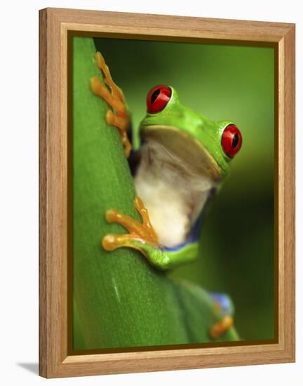 Red Eyed Tree Frog Portrait, Costa Rica-Edwin Giesbers-Framed Premier Image Canvas