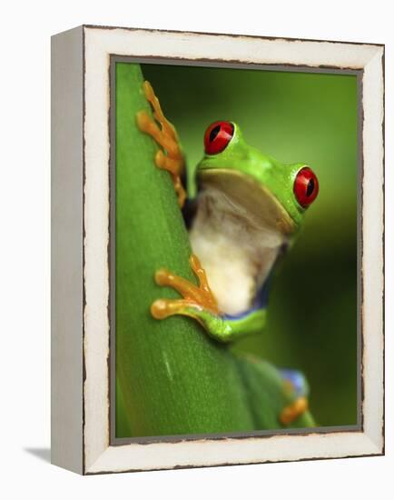 Red Eyed Tree Frog Portrait, Costa Rica-Edwin Giesbers-Framed Premier Image Canvas