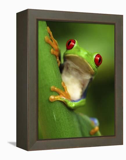 Red Eyed Tree Frog Portrait, Costa Rica-Edwin Giesbers-Framed Premier Image Canvas