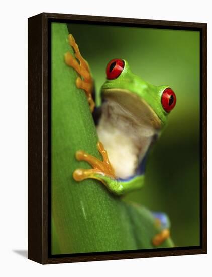 Red Eyed Tree Frog Portrait, Costa Rica-Edwin Giesbers-Framed Premier Image Canvas