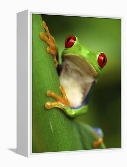 Red Eyed Tree Frog Portrait, Costa Rica-Edwin Giesbers-Framed Premier Image Canvas