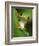 Red Eyed Tree Frog Portrait, Costa Rica-Edwin Giesbers-Framed Photographic Print