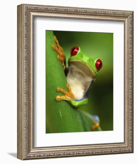 Red Eyed Tree Frog Portrait, Costa Rica-Edwin Giesbers-Framed Photographic Print