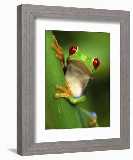 Red Eyed Tree Frog Portrait, Costa Rica-Edwin Giesbers-Framed Photographic Print