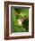 Red Eyed Tree Frog Portrait, Costa Rica-Edwin Giesbers-Framed Photographic Print