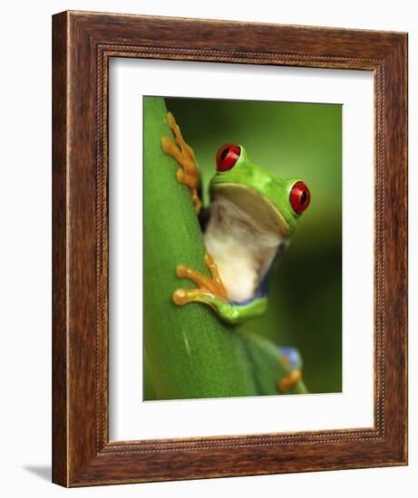 Red Eyed Tree Frog Portrait, Costa Rica-Edwin Giesbers-Framed Photographic Print