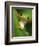 Red Eyed Tree Frog Portrait, Costa Rica-Edwin Giesbers-Framed Photographic Print