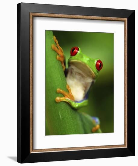 Red Eyed Tree Frog Portrait, Costa Rica-Edwin Giesbers-Framed Photographic Print