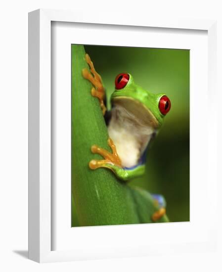 Red Eyed Tree Frog Portrait, Costa Rica-Edwin Giesbers-Framed Photographic Print