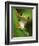 Red Eyed Tree Frog Portrait, Costa Rica-Edwin Giesbers-Framed Photographic Print