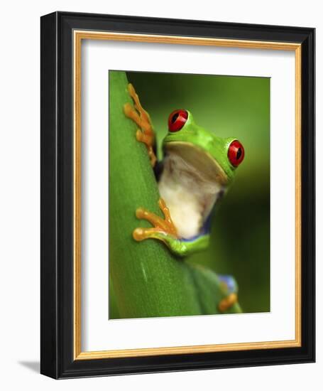 Red Eyed Tree Frog Portrait, Costa Rica-Edwin Giesbers-Framed Photographic Print