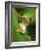 Red Eyed Tree Frog Portrait, Costa Rica-Edwin Giesbers-Framed Photographic Print