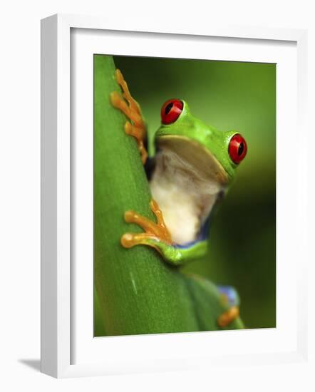 Red Eyed Tree Frog Portrait, Costa Rica-Edwin Giesbers-Framed Photographic Print