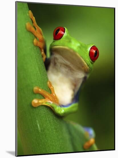 Red Eyed Tree Frog Portrait, Costa Rica-Edwin Giesbers-Mounted Photographic Print