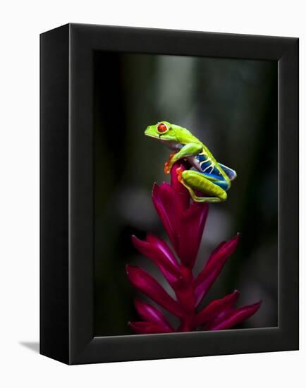 Red-Eyed Tree Frog. Sarapiqui. Costa Rica. Central America-Tom Norring-Framed Premier Image Canvas