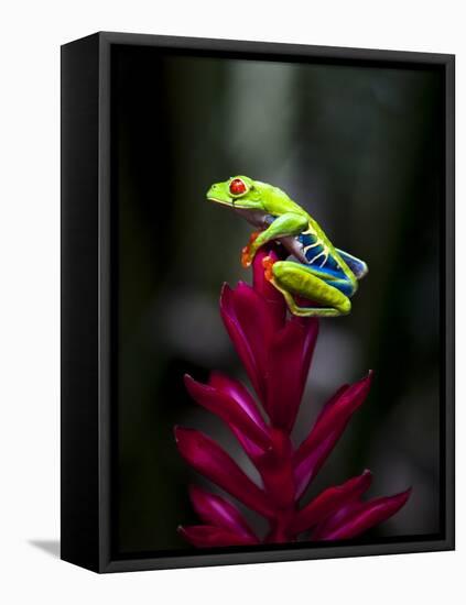 Red-Eyed Tree Frog. Sarapiqui. Costa Rica. Central America-Tom Norring-Framed Premier Image Canvas